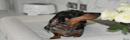 Miniature Dachshund dogs for sale: Beautiful Mini Dachshund Puppies – Home Raised - Advert 25