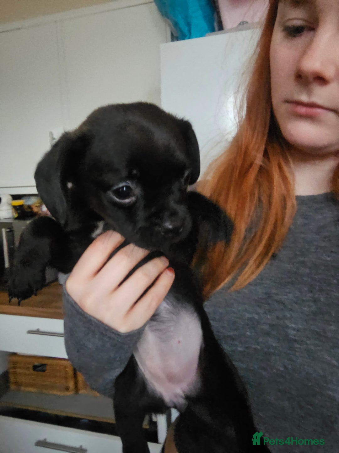 Mixed Breed dogs for sale: Staffy cross puppies  - Advert 10