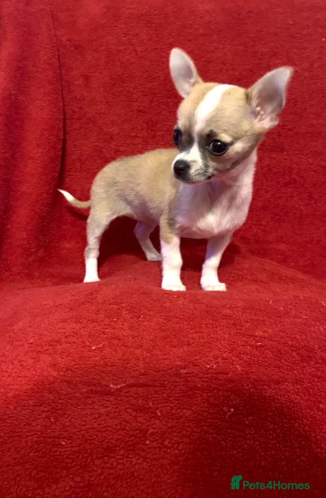 Chihuahua dogs for sale: Chihuahua Puppy - Advert 6