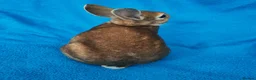Rex rabbits for sale: Mini rex rabbits - Advert 7