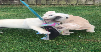 French Bulldog dogs in Liverpool - Advert 6