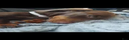 Miniature Dachshund dogs for sale: Miniature dachshund puppies for sale in spalding in Spalding - Advert 7
