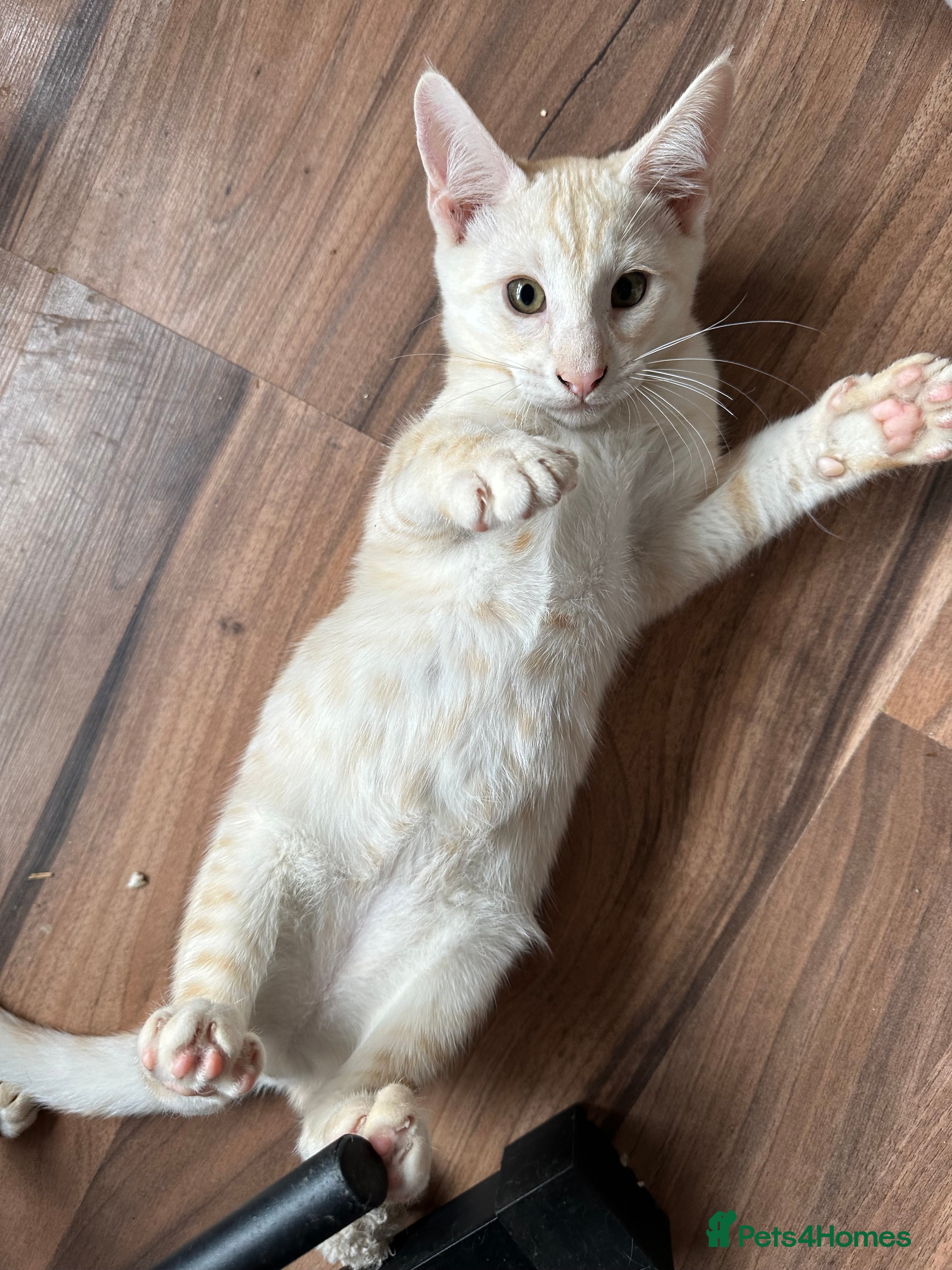 Albus