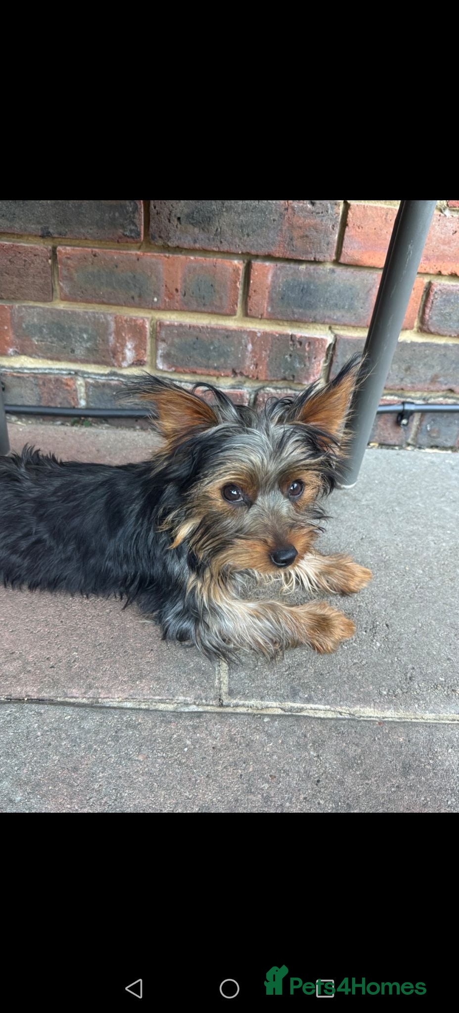 Yorkshire Terrier dogs 6 month old girl pup £900 - Advert 2