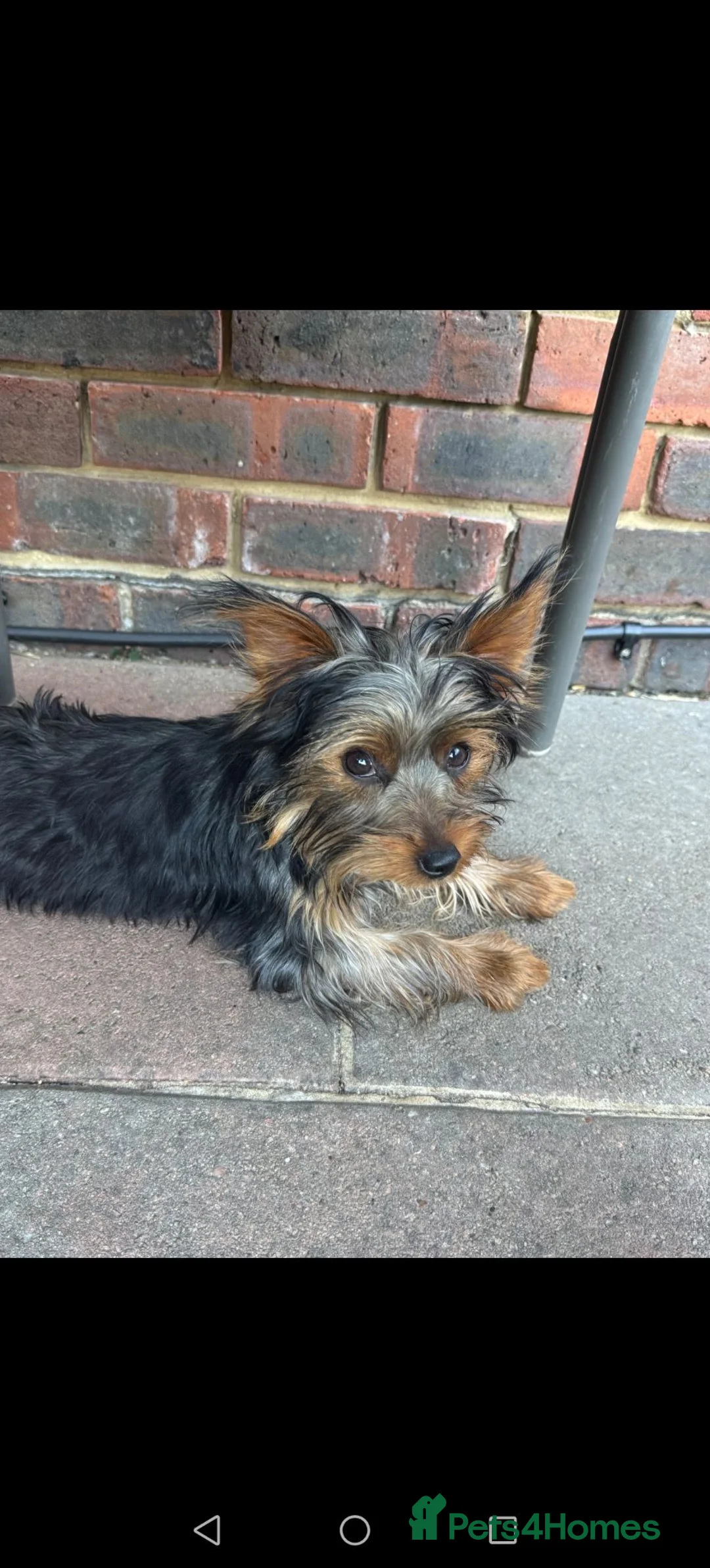 Yorkshire Terrier dogs for sale: 6 month old girl pup £900 - Advert 1