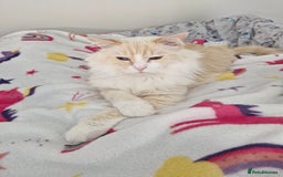 Ragdoll cats for sale: Ragdooll Cats - Brother & Sister  - Image 2