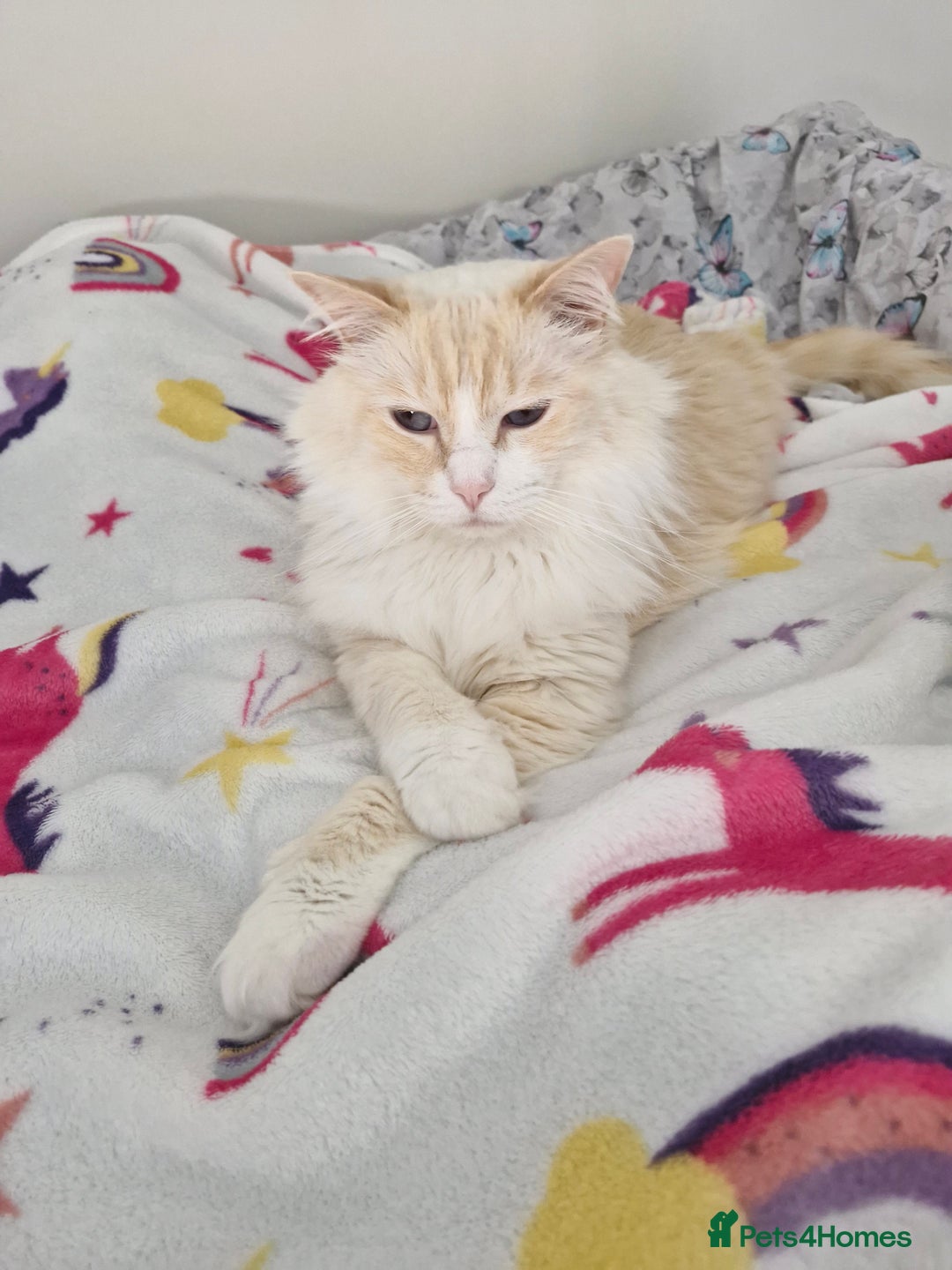 Ragdoll cats for sale: Ragdooll Cats - Brother & Sister  - Image 2