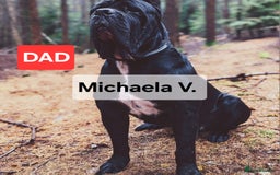 Cane Corso dogs for sale: Champion-Bloodline Cane Corso Puppies  - Image 19