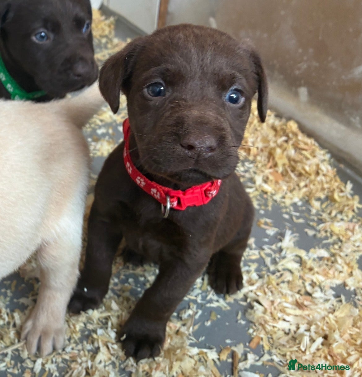 Labrador Retriever dogs KC Chocolate Labrador Puppies – 1 Yellow Boy - Advert 1