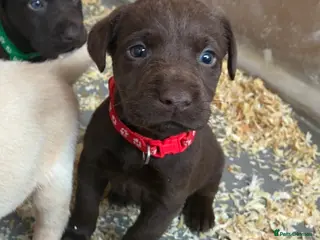 Labrador Retriever dogs KC Chocolate Labrador Puppies – 1 Yellow Boy - Advert 1