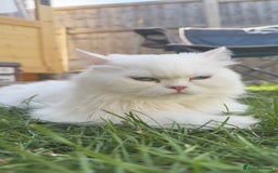 British Longhair cats for sale: 6 Adorable British ShortHair X LongHair kittens .  - Image 13