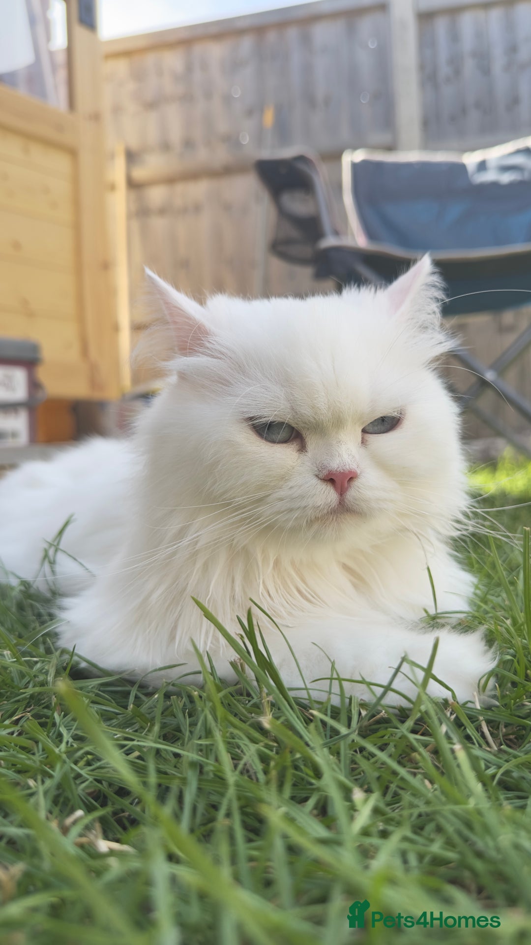 British Longhair cats for sale: 6 Adorable British ShortHair X LongHair kittens .  - Image 13