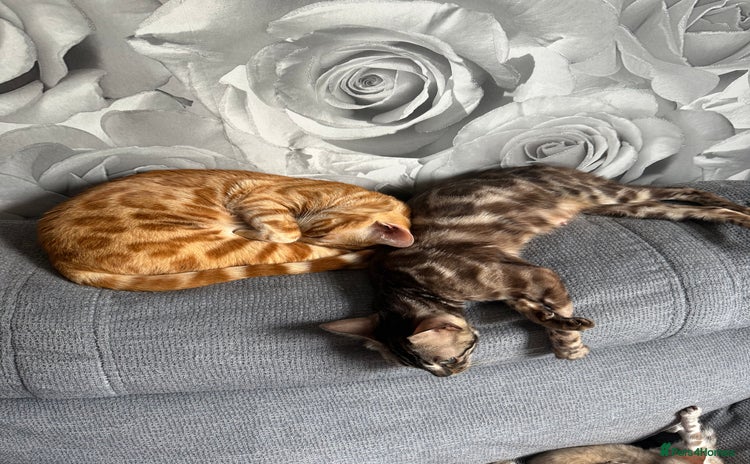 Bengal cats - Advert 15