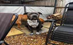 Mixed Breed dogs for sale: puppies are with mum and dad  - Image 2