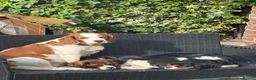 Beaglier dogs for sale: 🐾 Millie’s Beautiful Second & Final Litter 🐾 - Advert 6