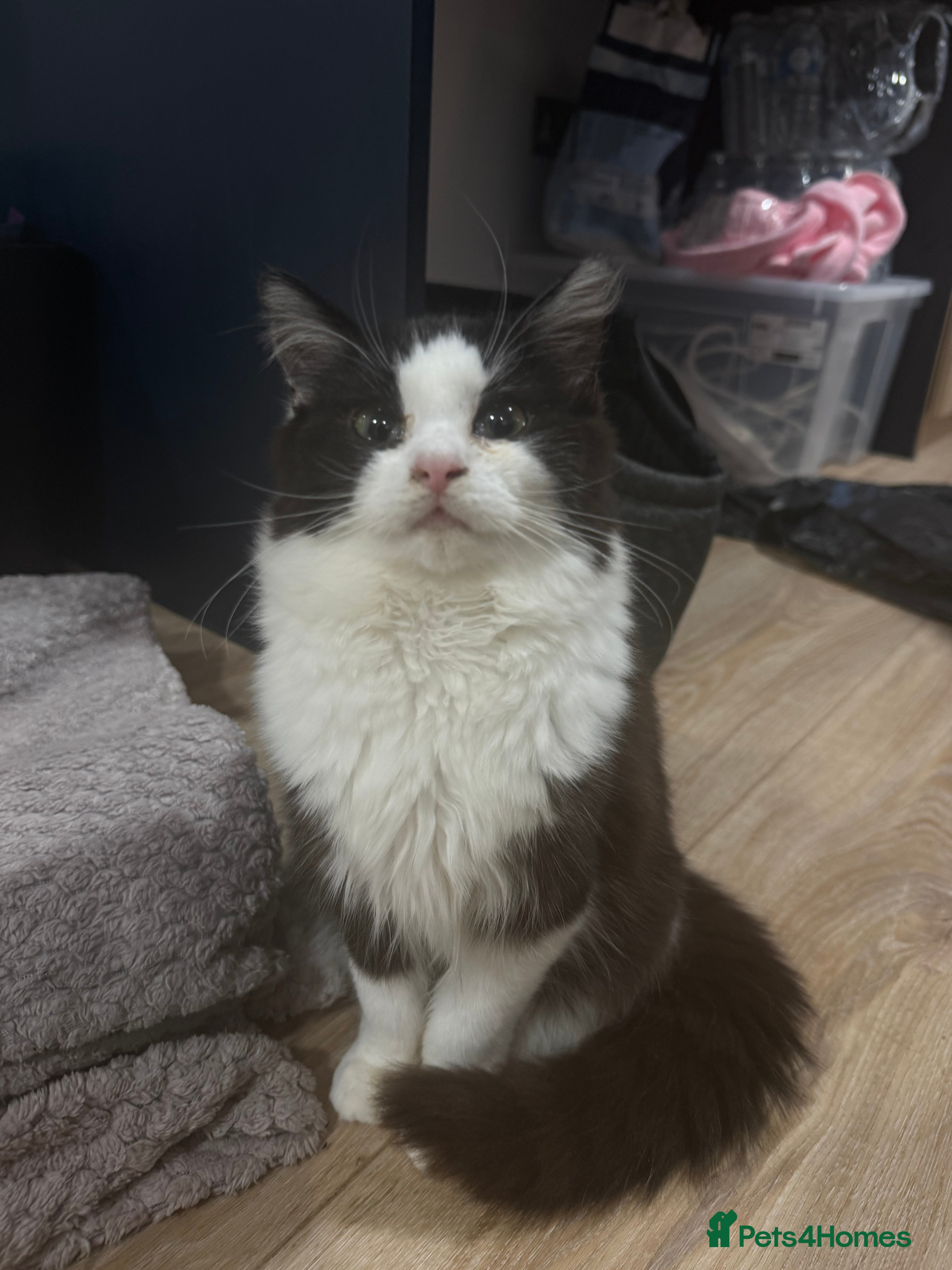 British Longhair cats Long hair female cat - Advert 7