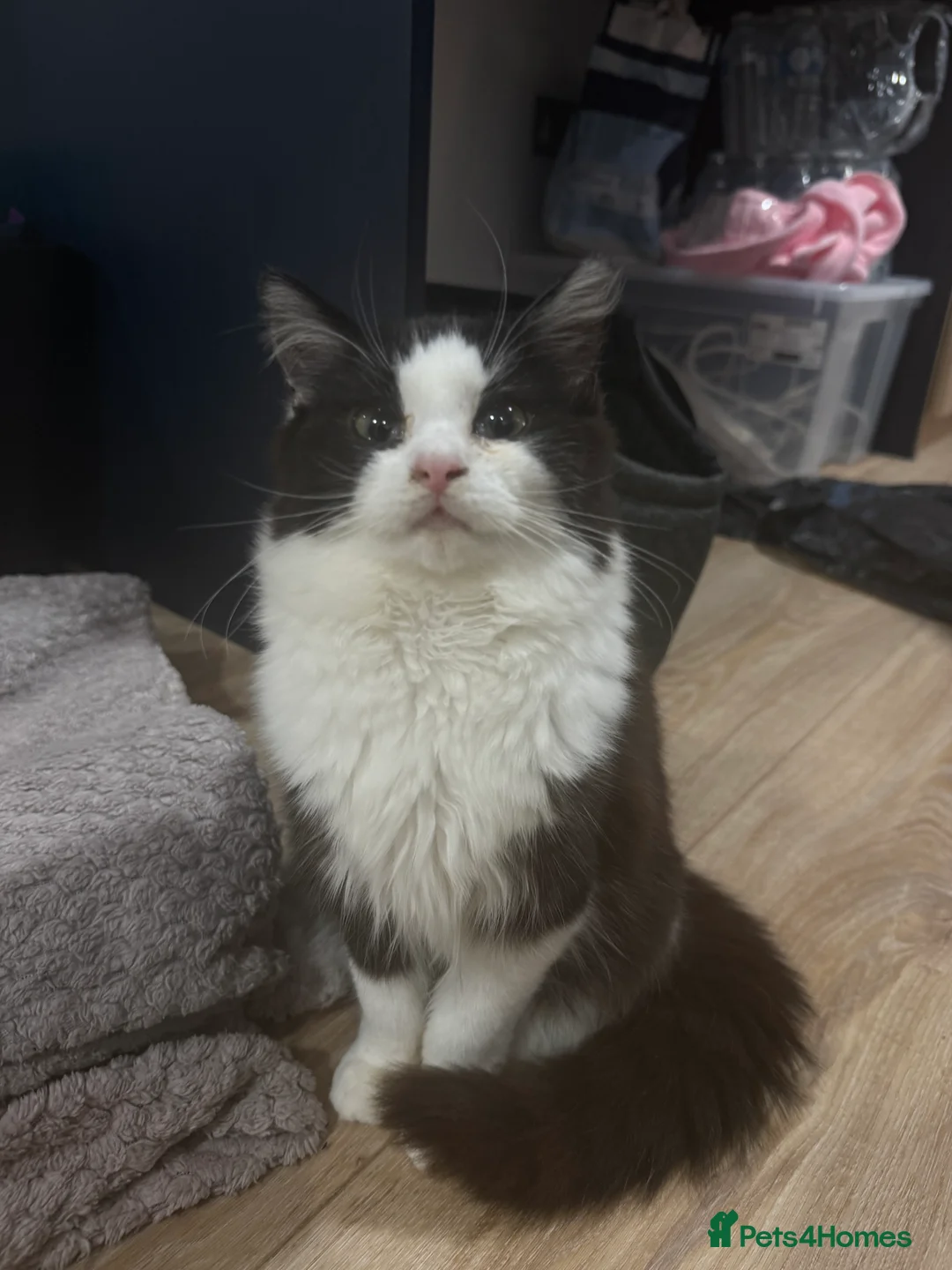 British Longhair cats for sale: Long hair female cat - Advert 1