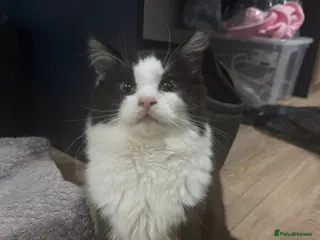 British Longhair cats Long hair female cat - Advert 7