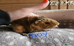 Guinea Pig rodents for sale: Baby boy guinea pigs and 1 girl - Image 2