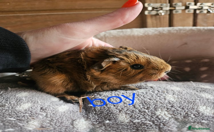 Guinea Pig rodents - Advert 5