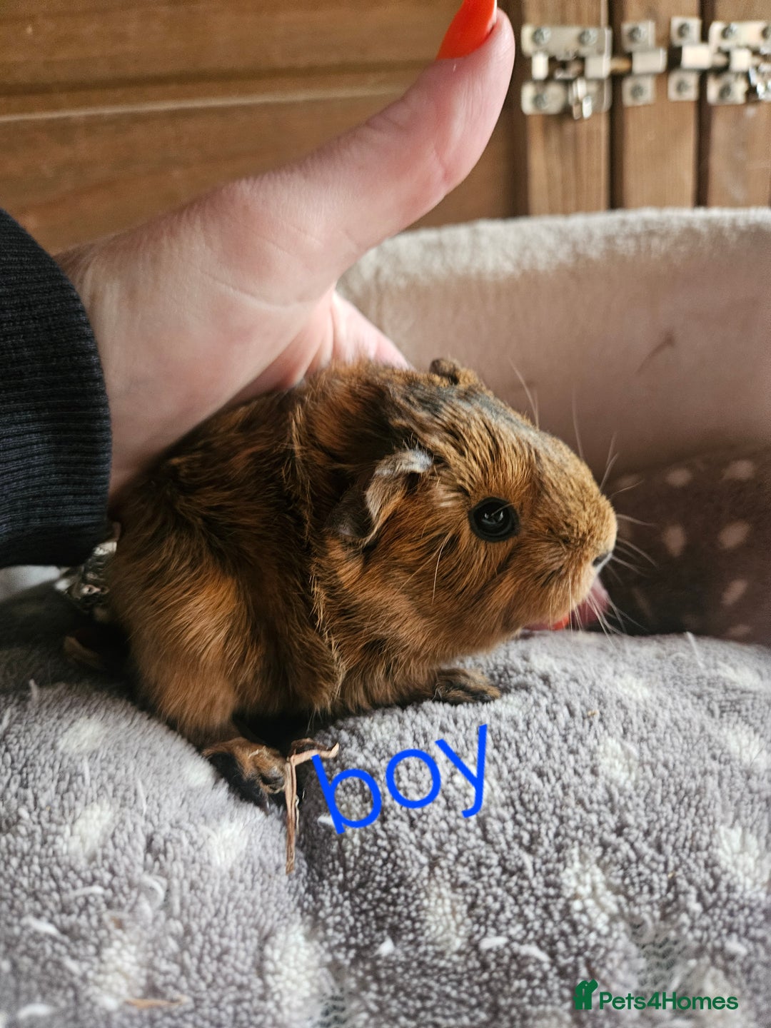 Guinea Pig rodents for sale: Baby boy guinea pigs and 1 girl - Image 2