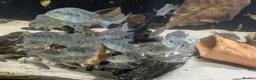 Cichlids fish for sale: Geophagus Red Head Tajapos  in Tipton - Advert 1