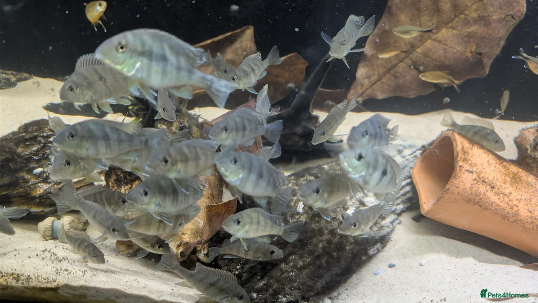 Cichlids fish for sale: Geophagus Red Head Tajapos  in Tipton - Advert 1