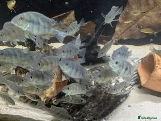 Cichlids fish Geophagus Red Head Tajapos - Advert 1