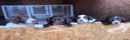 Sprocker dogs for sale: 7 beautiful spaniel puppies for sale in Woking - Advert 9