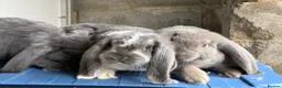 French Lop rabbits for sale: Stunning French lop babies  - Advert 25