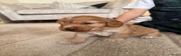 Cockapoo dogs for sale:  Beautiful female  Cockerpoo - Advert 8
