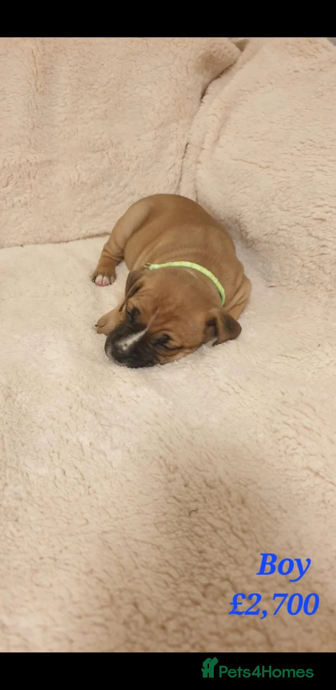 Staffordshire Bull Terrier dogs for sale: Kc registered Staffordshire bull terrier  in Kirkcaldy - Advert 2