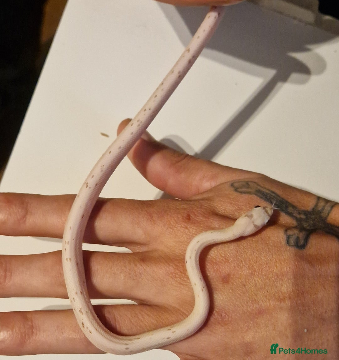 Corn Snake reptiles for sale: Corn snakes  - Image 3