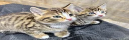 Siberian cats for sale: Gorgeous Part Siberian kittens  - Advert 11