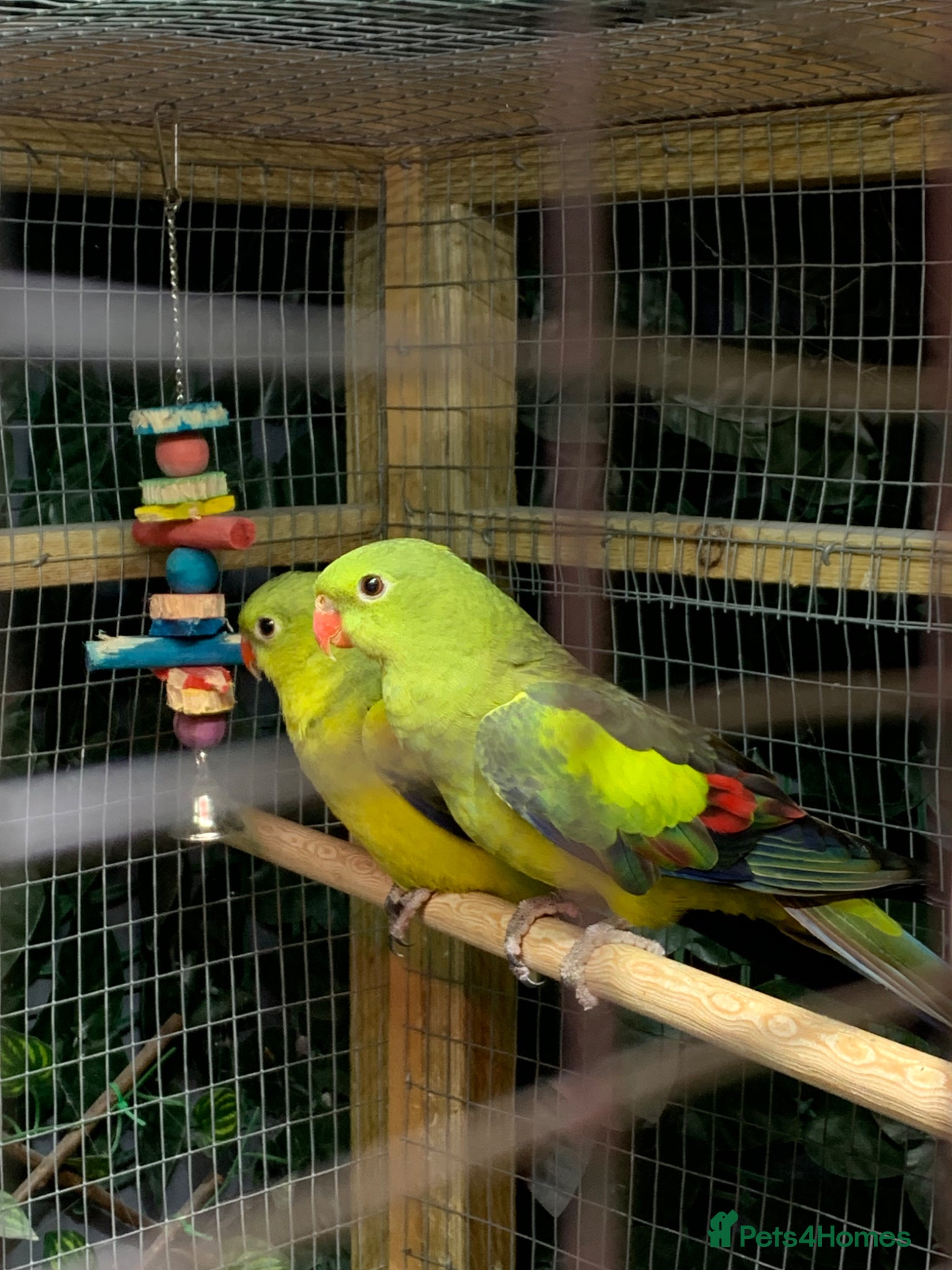 Parakeets birds Hen rock Pebbler  - Advert 16