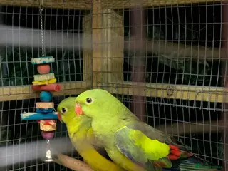 Parakeets birds Hen rock Pebbler - Advert 16