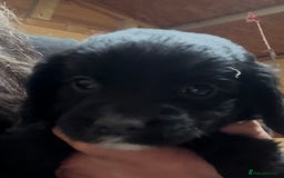 Cockapoo dogs for sale: Cockapoo puppies  - Advert 12