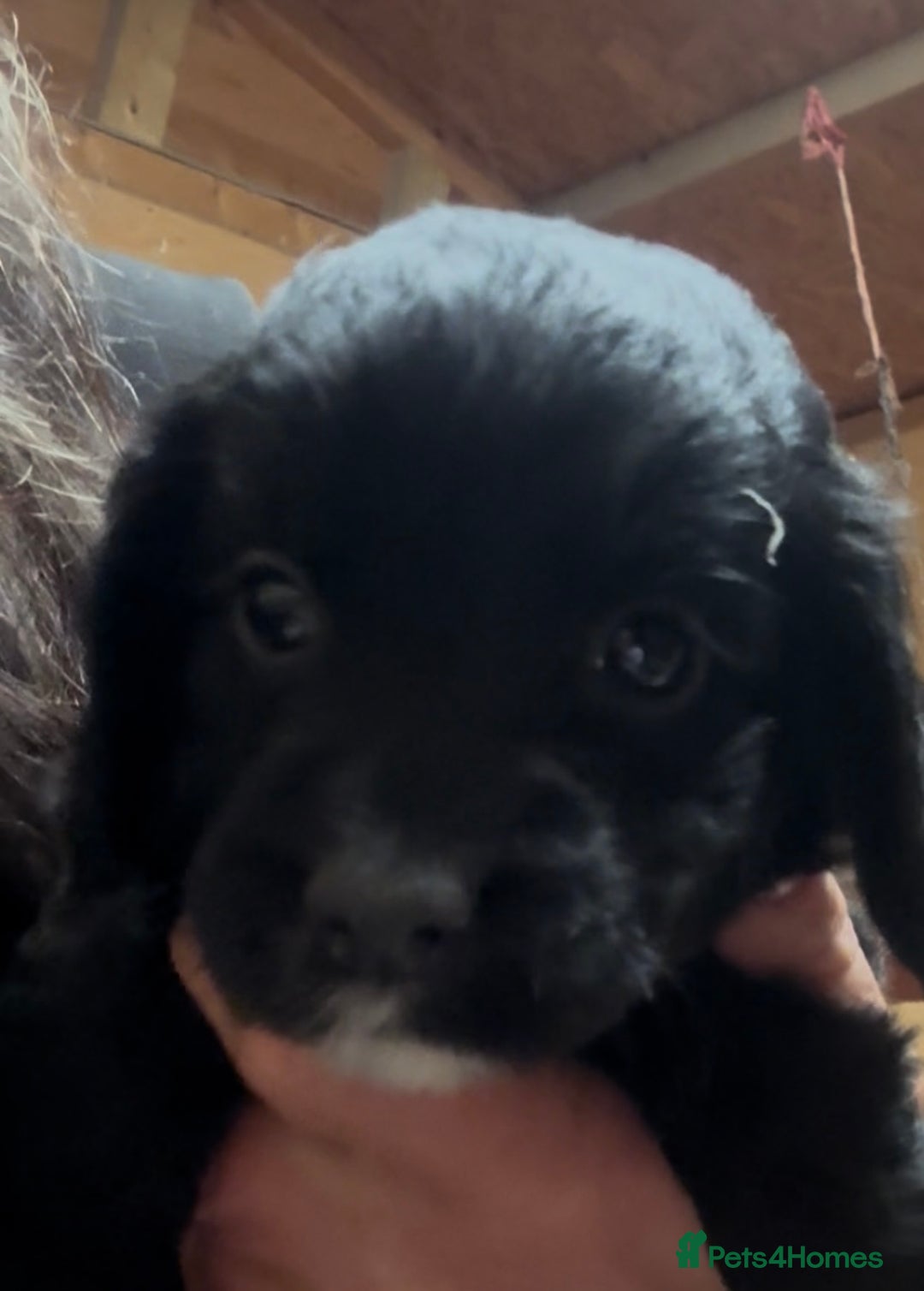 Cockapoo dogs for sale: Cockapoo puppies  - Advert 12