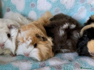 Guinea Pig rodents Baby Longhaired Peruvian boys for sale - Advert 1