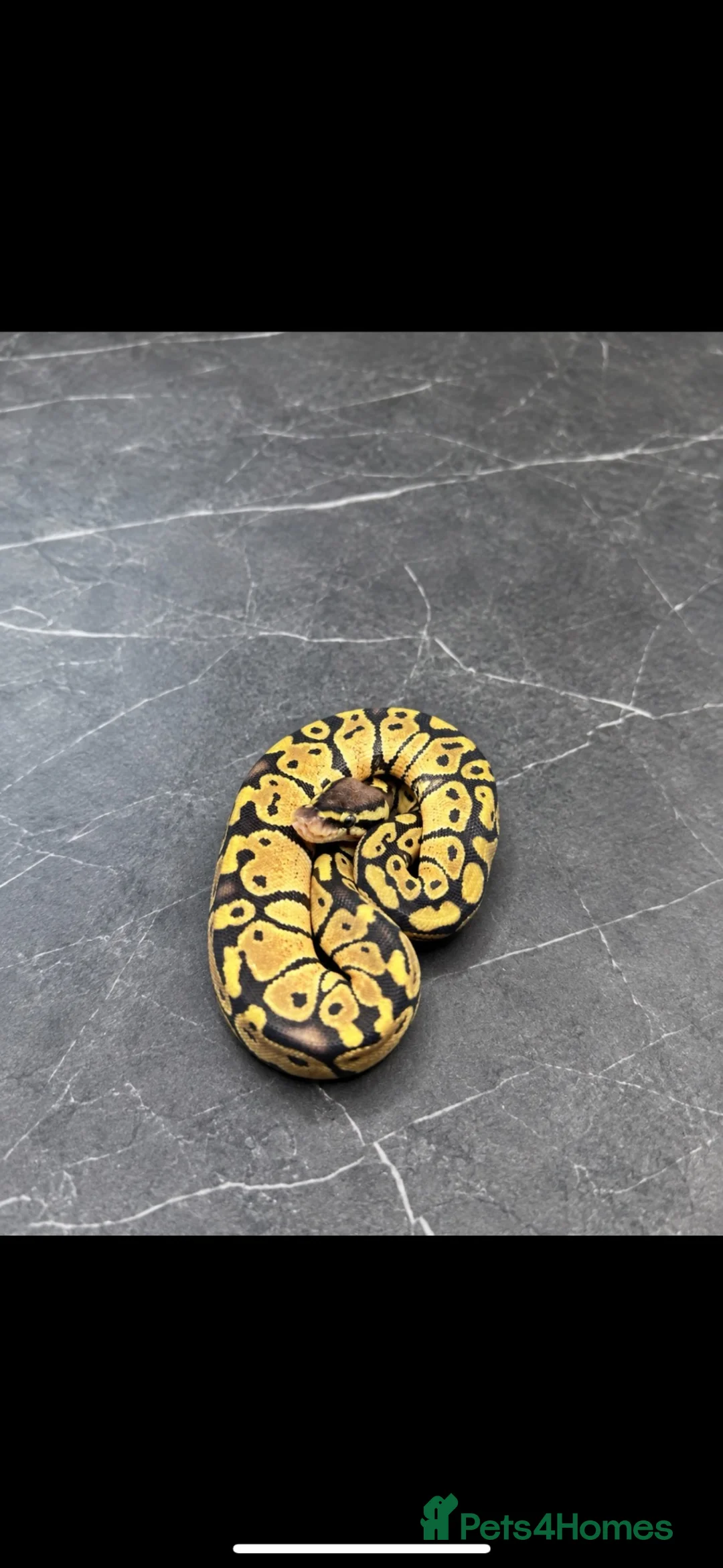 Python Snake reptiles for sale: UPDATED - Hatchling Ball Pythons.  - Advert 3