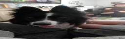 Border Collie dogs for sale: Looking for a forever home - Advert 7