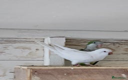 Parrots birds for sale: Pair of quaker parrots for sale  - Image 6