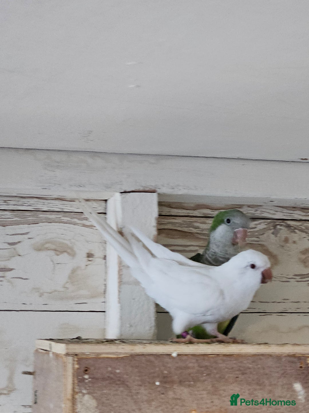 Parrots birds for sale: Pair of quaker parrots for sale  - Image 6