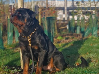 Rottweiler dogs VINNI 🔥 VONNBELLA TOKUGAWA LEYASU Now Available!” - Advert 3
