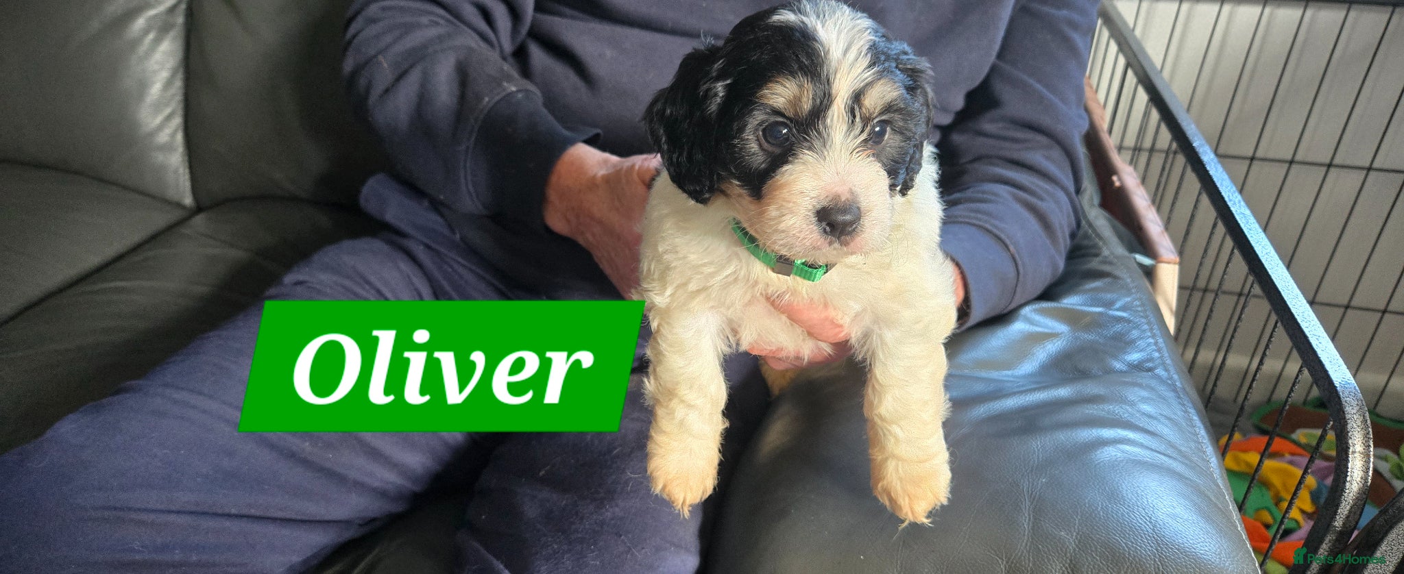 Cavachon dogs Gorgeous Cavachon puppies - Advert 2