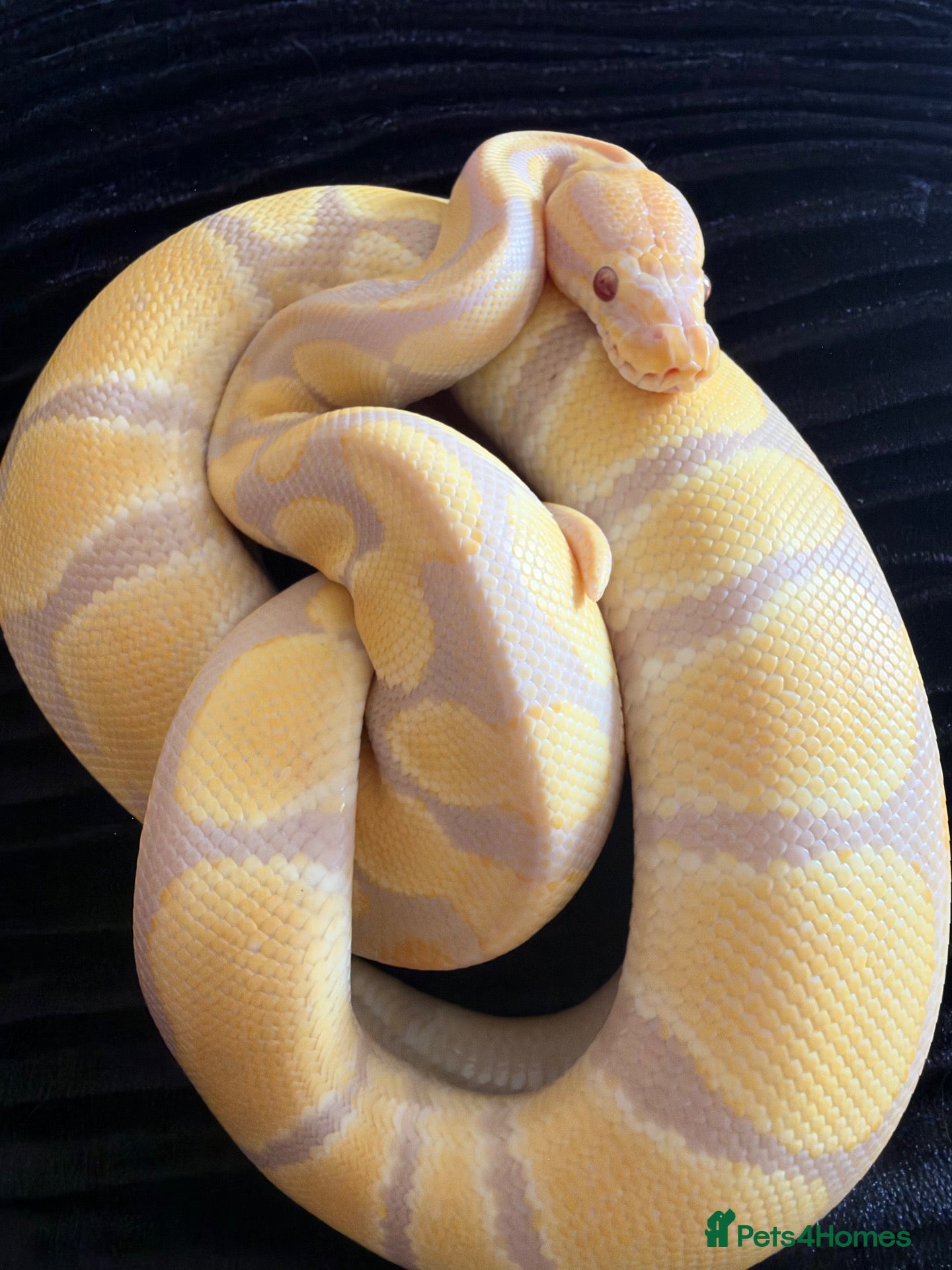 Python Snake reptiles Female Albino Ball Python possible Toffino young  - Advert 1