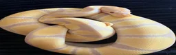 Python Snake reptiles for sale: Female Albino Ball Python possible Toffino young  - Advert 1