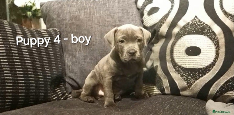 Staffordshire Bull Terrier dogs Beautiful Staffordshire Bull Terrier puppies - Advert 17