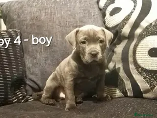 Staffordshire Bull Terrier dogs Beautiful Staffordshire Bull Terrier puppies - Advert 17