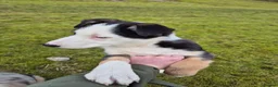 Border Collie dogs for sale: Tri Coloured Border Collie - Advert 4